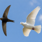 Year 3 Swift and Dove Classes